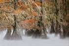 Morning mist on southern swamp, Caddo Lake, Texas. Art Print